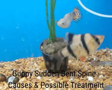 Guppy Sudden Bent Spine - Causes & Possible Treatment