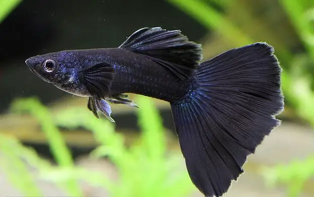 Black Guppy.