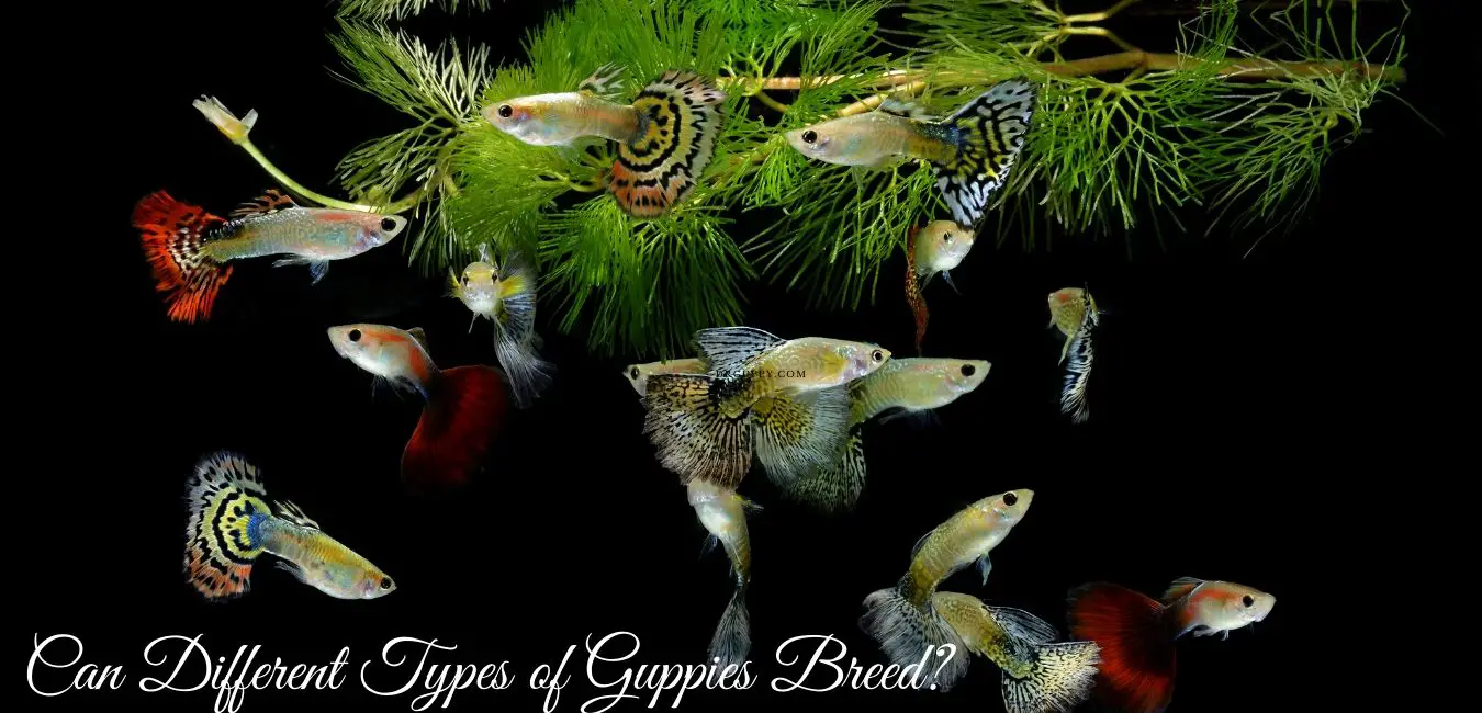 Can Different Types of Guppies Breed?