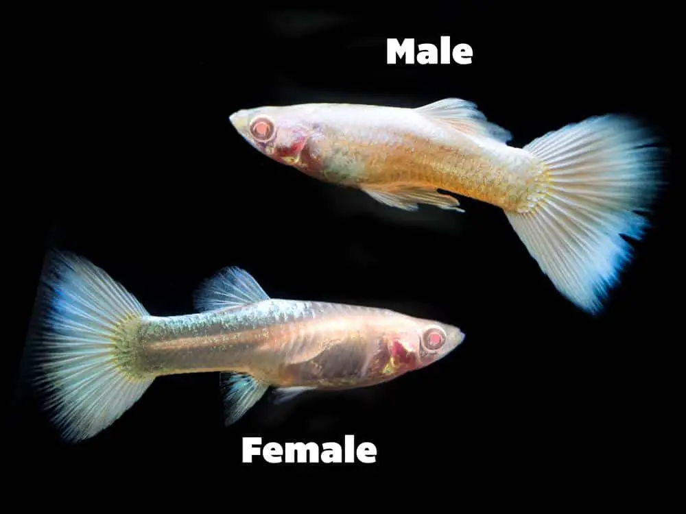 white guppy fish