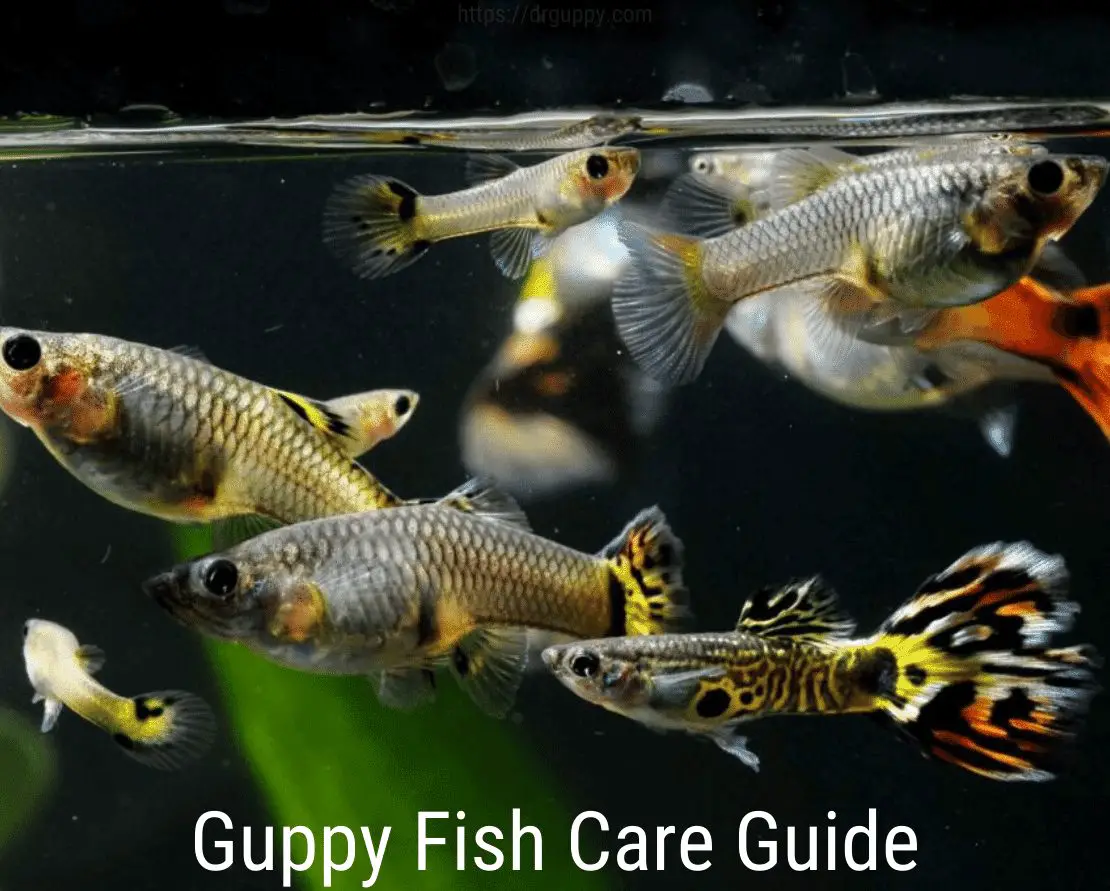 Guppy Fish Care Guide