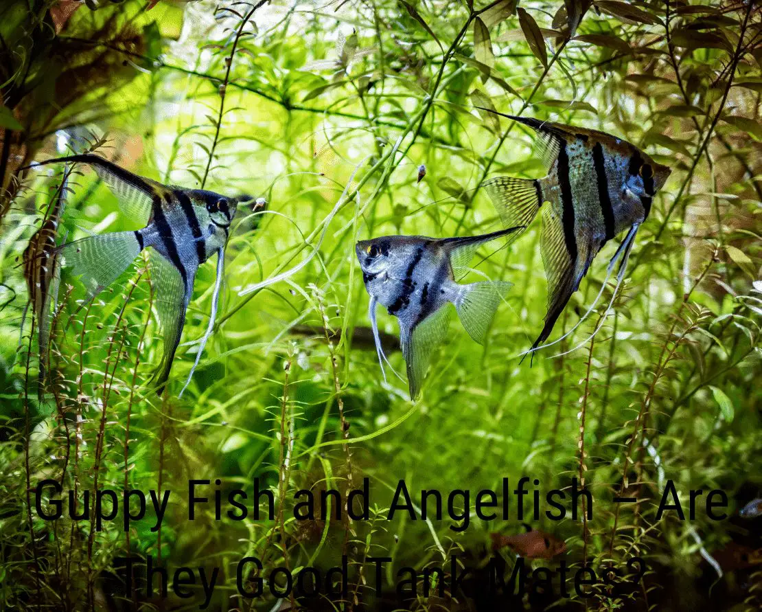 Guppy Fish and Angelfish – Are They Good Tank Mates?