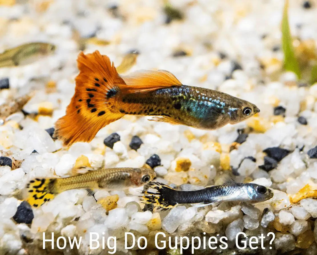 How Big Do Guppies Get?