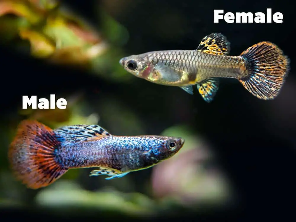 Female & Male Magenta Guppies.