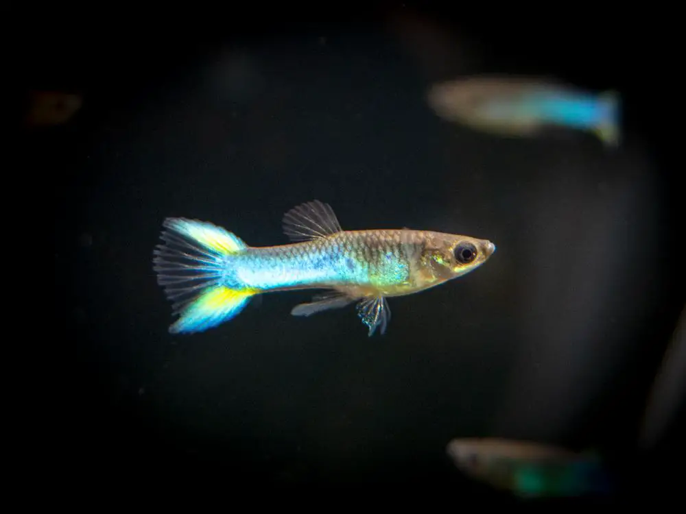 Endler's Guppy: Size, Lifespan, Diet Tank Mates - Video » Dr. Guppy