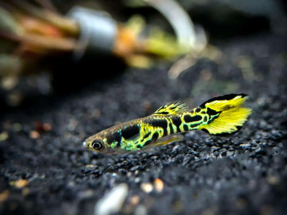 Yellow Tiger Endler Guppy