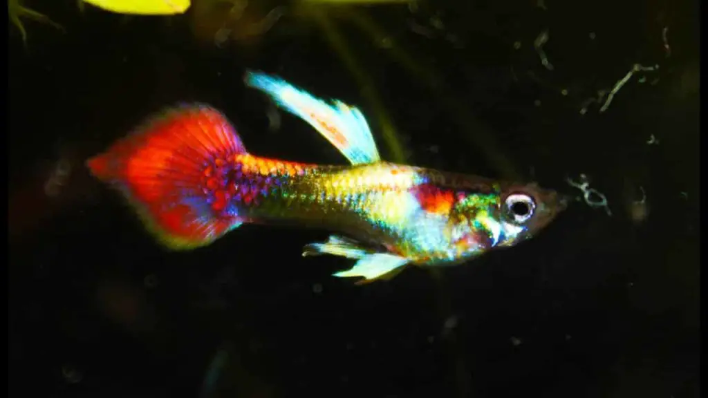 Tuxedo Spear Tail Metallic Guppy