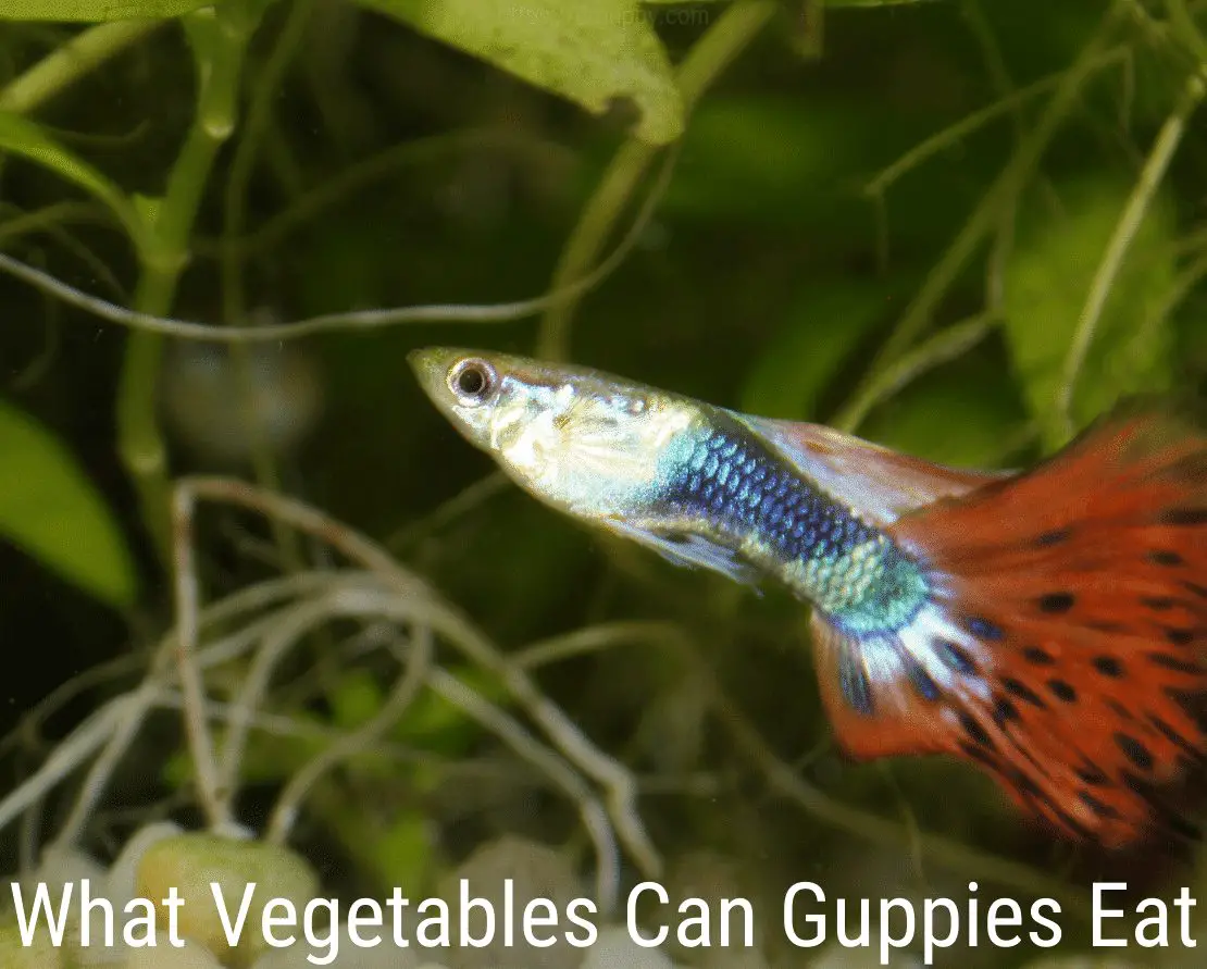 feeding guppies