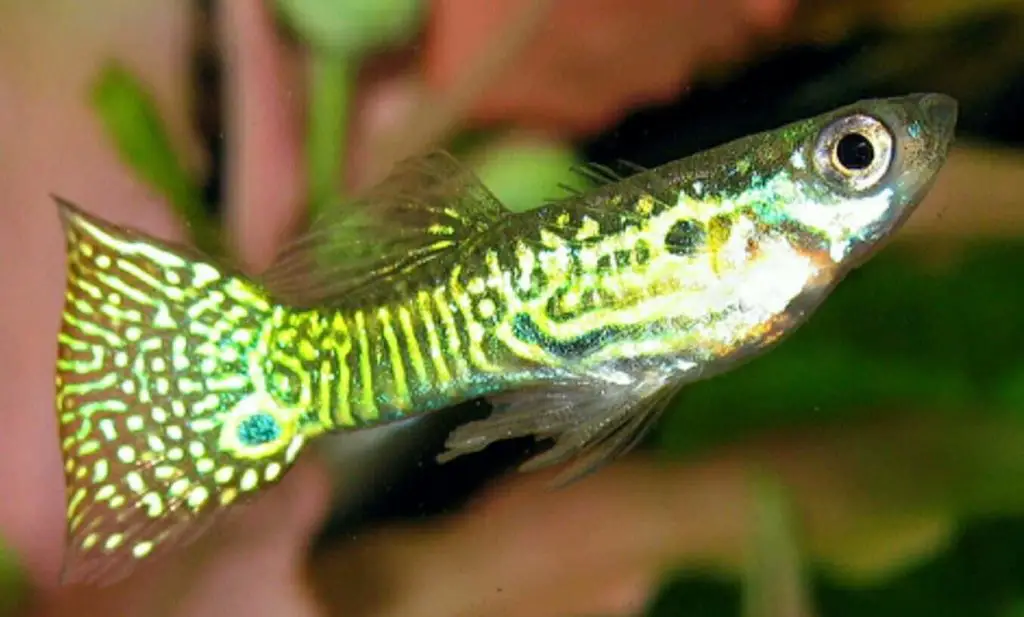 Golden Snakeskin Guppy.