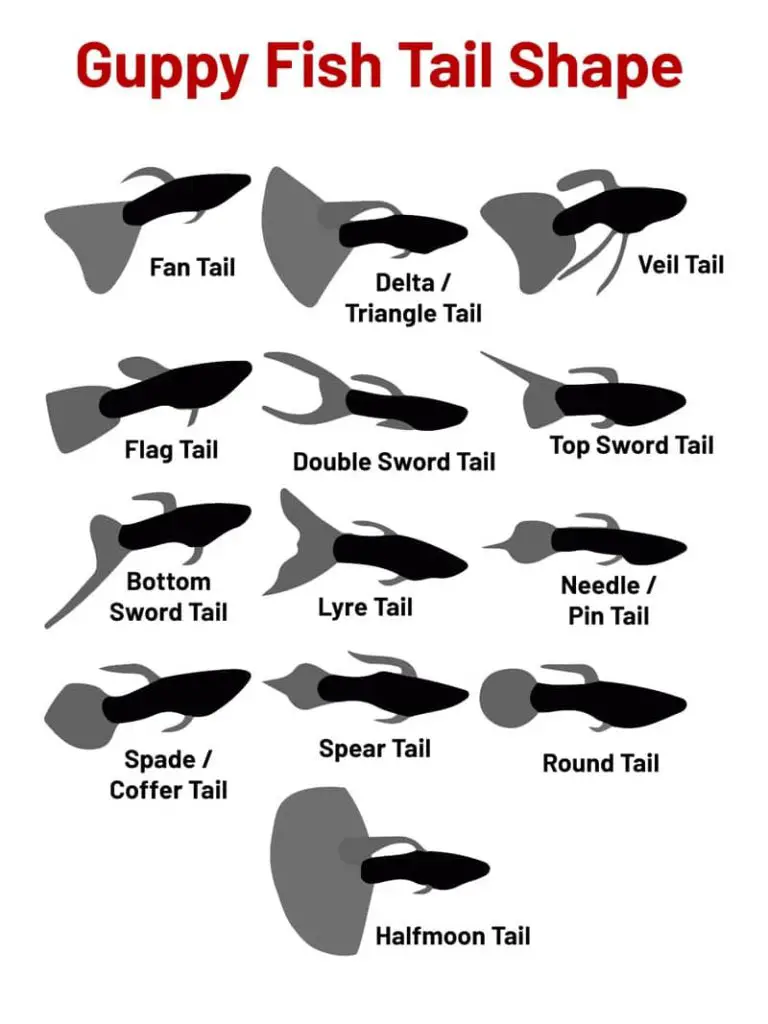 Guppy FIsh Tail Shapes.