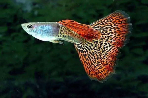 Leopard Tail Guppy.