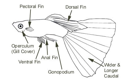 Adult Male Guppy - Parts