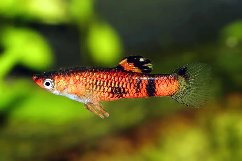 Red Guppy.